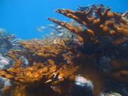 Elkhorn coral underwater. Credit: NOAA.