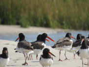 Photo of a flock of oystercatchers on Skidmore Island, part of Eastern Shore of Virginia National Wildlife Refuge. Credit: US FWS.