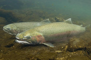 Male and female steelhead trout underwater. (Credit: NOAA Fisheries).