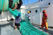 Desk crew examining a researh trawl on the ship