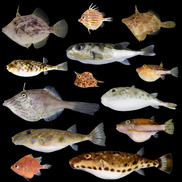 a selection of ray-finned fish