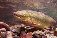 Chinook salmon. Credit: NOAA