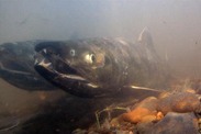 Chum salmon. Credit: NOAA Fisheries