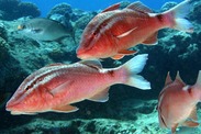 Kūmū, or Hawaiian whitesaddle goatfish. Credit: NOAA Office of National Marine Sanctuaries/James Watt
