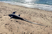 stranded thresher shark