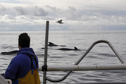 A man on a boat watching pilot whales at the water's surface