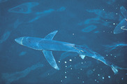 blue shark just below the water's surface