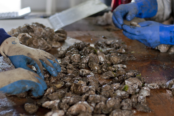 Oyster sorting. Credit: Virginia Sea Grant