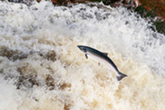 A large silvery fish leaps above rapids.