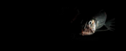 A deep sea organism with sharp teeth is shown in dark water.