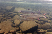 Atlantic salmon fish swimming underwater.