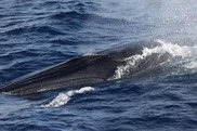 Rice's whale at the surface. Credit: NOAA Fisheries/Laura Dias (Permit #14450)