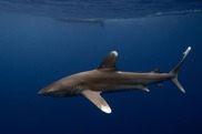 Oceanic Whitetip Shark. Photo provided by John Carlson