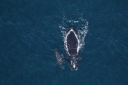 North Atlantic Right Whale, named Horton and her new calf. Photo: Clearwater Marine Aquarium Research Institute (NOAA Permit #26919)