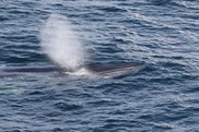 Rice’s whale and blow at the surface. Credit: NOAA Fisheries (Permit #21938)