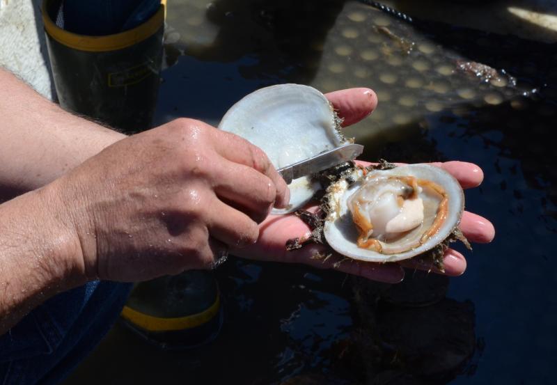 Maine scallop held by hands