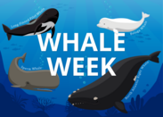 Whale Week banner feature