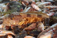 Groundfish onboard boat