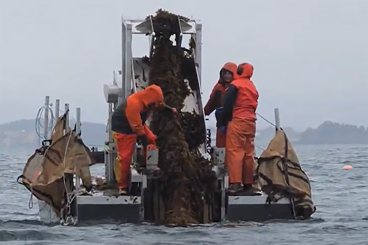 Alaska Ocean Farms harvests seaweed near Kodiak, Alaska. 