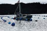 kelp farming boat