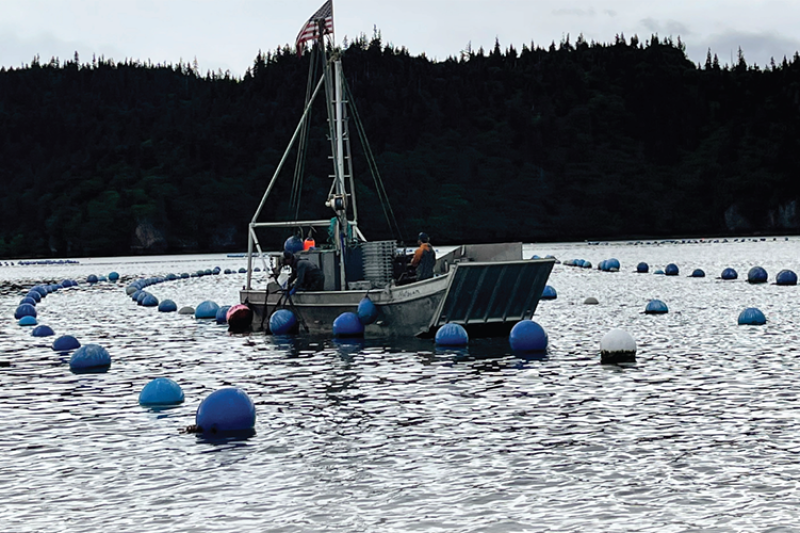 Oysters being farmed by Alaska Shellfish Farms in Kachemak Bay, Alaska. Credit NOAA Fisheries