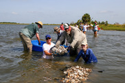 Volunteers in the water building an oyster reef from recycled oyster shells shown holding bags of oysters (Photo: Galveston Bay Foundation).