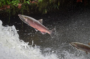 A pinkish fish, Washington coast coho, jumping out of water (Photo: Paul Jeffrey/Wild Salmon Center).