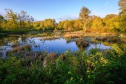 Wetlands with trees in the background in the Nisqually National Wildlife Refuge. Credit: Shutterstock.