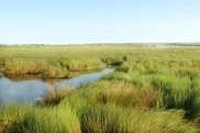 A marsh in Louisiana. Photo credit Louisiana Department of Wildlife and Fisheries.