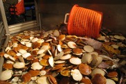 baskets filled with sea scallops on a ship's deck