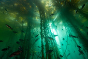 Bull kelp forest off the coast of California. Credit: Chad King/MBNMS/NOAA.
