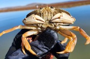 Dungeness crab inhabit wetlands. Credit: Levi Lewis.