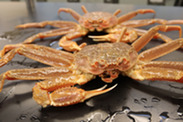 Snow crab, which are the source for a major fishery in the Bering Sea. Credit: NOAA Fisheries/Chris Long.
