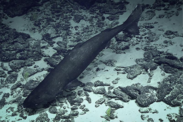 Pacific sleeper shark swimming along ocean floor