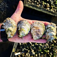 Four oysters in their shells on a person's palm