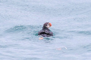 puffin flating on the water's surface