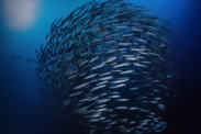School of fish swimming in circular formation against dark blue ocean scape