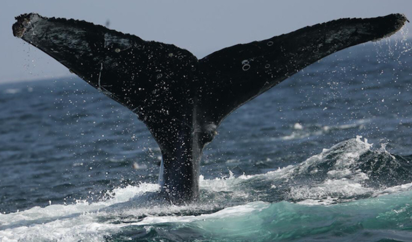 Pacific humpback whale fluke coming out of water