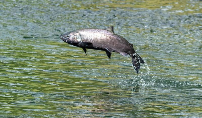 Chinook salmon leaping out of water with droplets falling away from its body