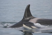 southern resident killer whale swims with calf