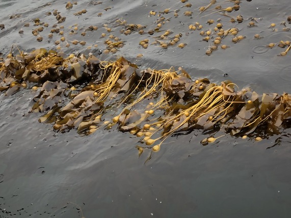 Kelp in water