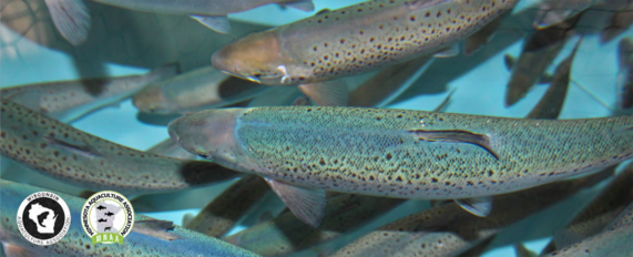 Fish growing in a tank (Credit: MN Sea Grant.) 