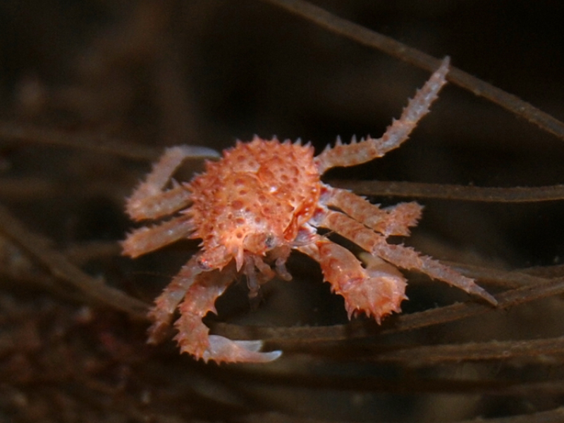 Underwater photograph of a juvenile red king crab (Credit: NOAA Fisheries/Chris Long.)