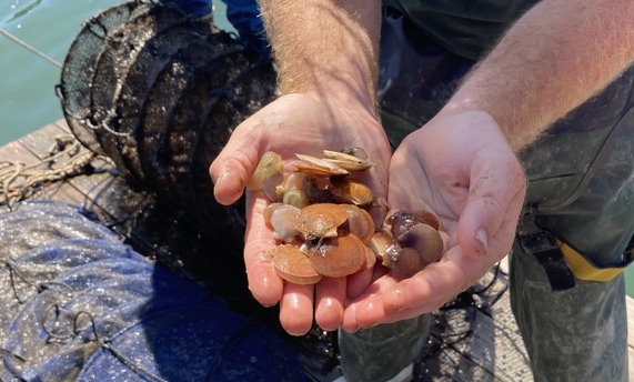 Juvenile scallops raised at the University of Maine Darling Marine Center. Credit: NOAA Fisheries.