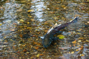 Chinook salmon returning to spawn at Finn Rock Reach. (Credit: Tim Giraudier/Beautiful Oregon).