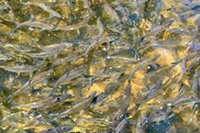 River herring migrating up a Cape Cod stream (Credit: Danielle Weissman/NOAA)