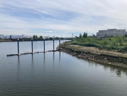 Lower Duwamish River and pilings with Mt. Rainer in the background.