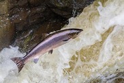 Atlantic salmon leaping up in river. Credit: National Park Service.