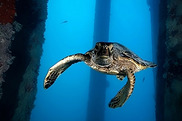 Baby sea turtle swimming in ocean.