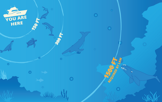 Graphic of safe distances for boaters to be from marine wildlife. 